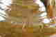 item-92937254=2