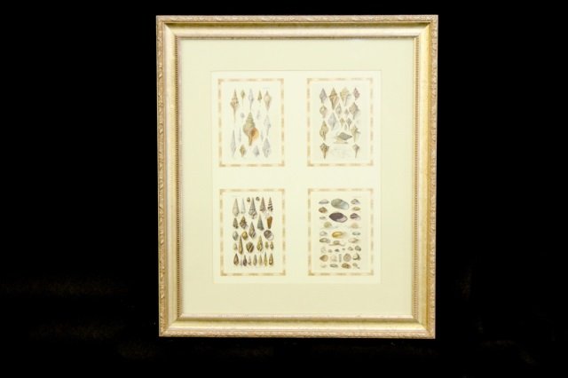 SEASHELL COLORED BOOK PLATES: