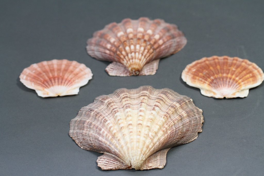 LOT OF FINE SCALLOP SEA SHELLS:: Largest: 6.5"H X 6.75"W