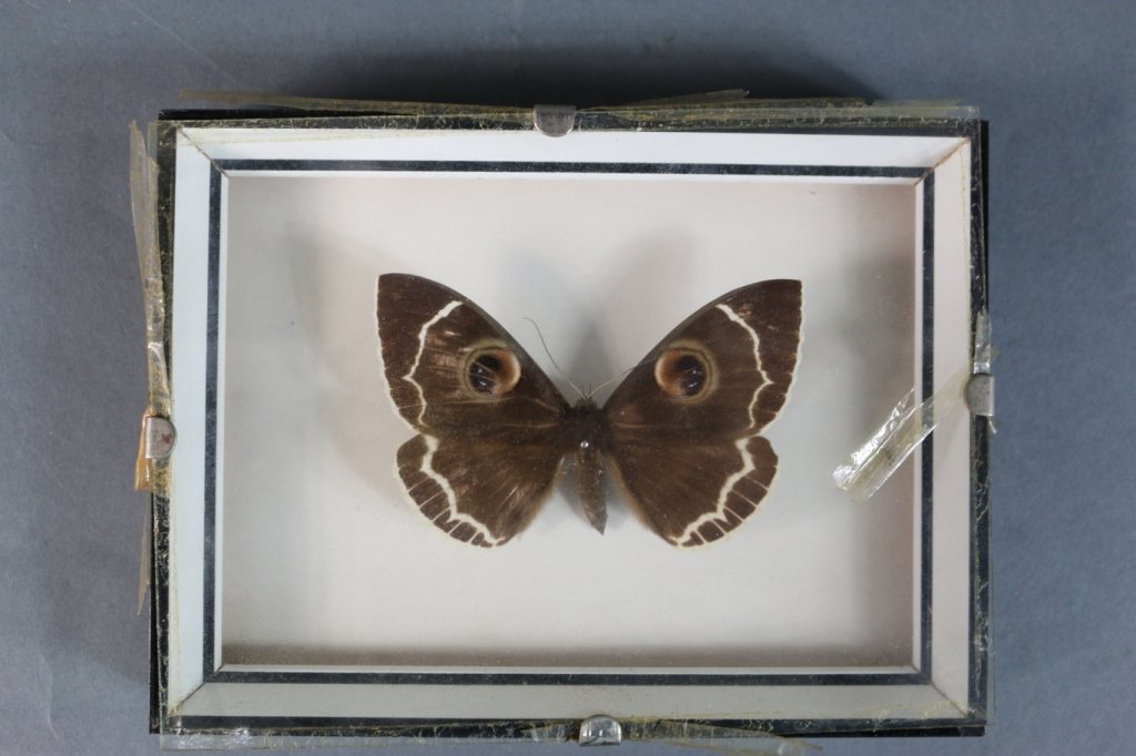 VINTAGE SHADOW BOX BUTTERFLY: VINTAGE SHADOW BOX BUTTERFLY PROVENANCE: BICKETT ESTATE