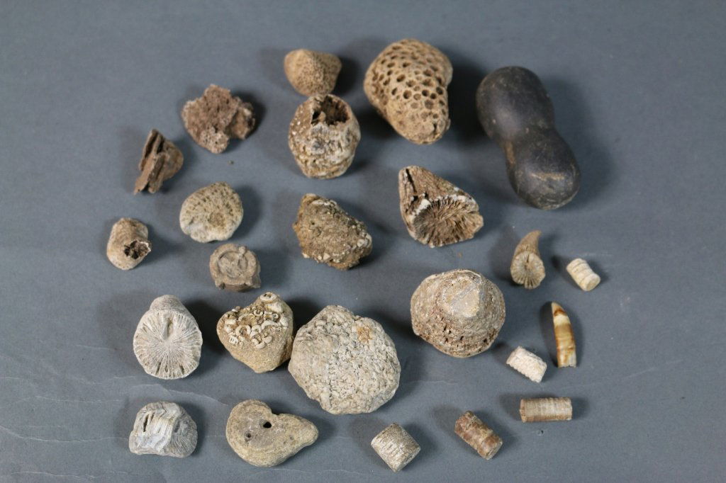NATIVE AMERICAN ANTIQUE FOSSILS: NATIVE AMERICAN ANTIQUE FOSSILS Lot of antique Native American fossils
