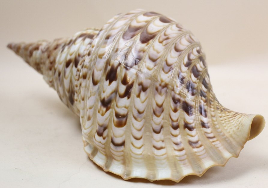 SCOTCH BONNET SHELL: F: 30.5" X 38.5"