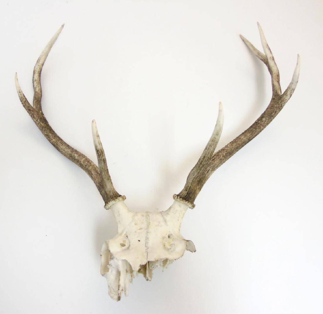 Taxidermy: A pair of seven-point Red Deer antlers, with: Taxidermy: A pair of seven-point Red Deer antlers, with partial skull, the whole 24 1/2'' tall, 22 14'' wide, protruding 11''