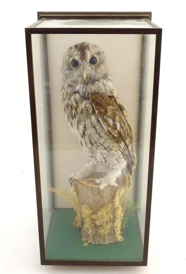 Taxidermy: an Edwardian, later cased mount of a Tawny: Taxidermy: an Edwardian, later cased mount of a Tawny Owl (Strix Aluco) posed upright upon a birch log, the case configured for wall mounting, measuring 21 1/2" tall, 9" deep, 9 1/2" wide.Notice to in