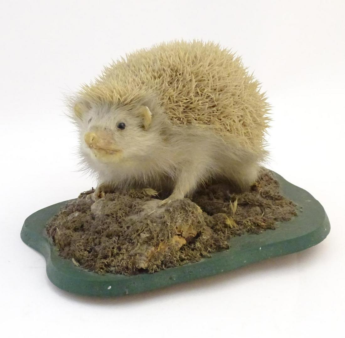 Taxidermy: a mid 20thC mount of an albino Hedgehog,: Taxidermy: a mid 20thC mount of an albino Hedgehog, posed within a naturalistic setting affixed to a hardwood base, 13" deep, 12" wide, 7" tall Category Taxidermy & Natural History
