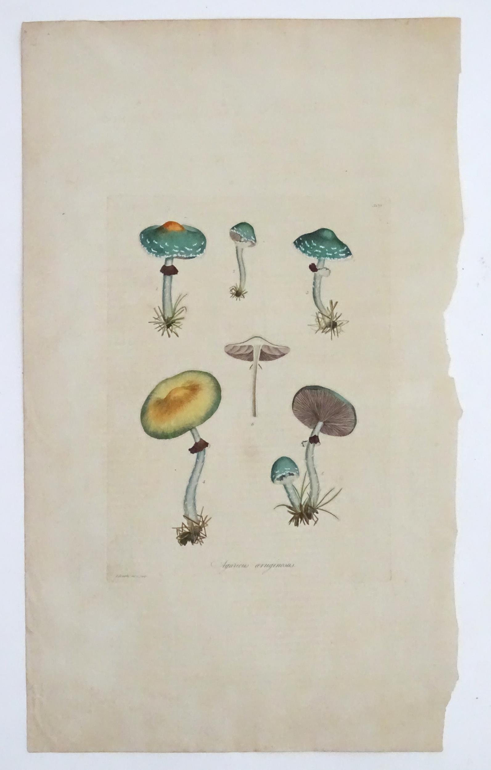 James Sowerby (1757-1822), Hand coloured copper (1 of 4)