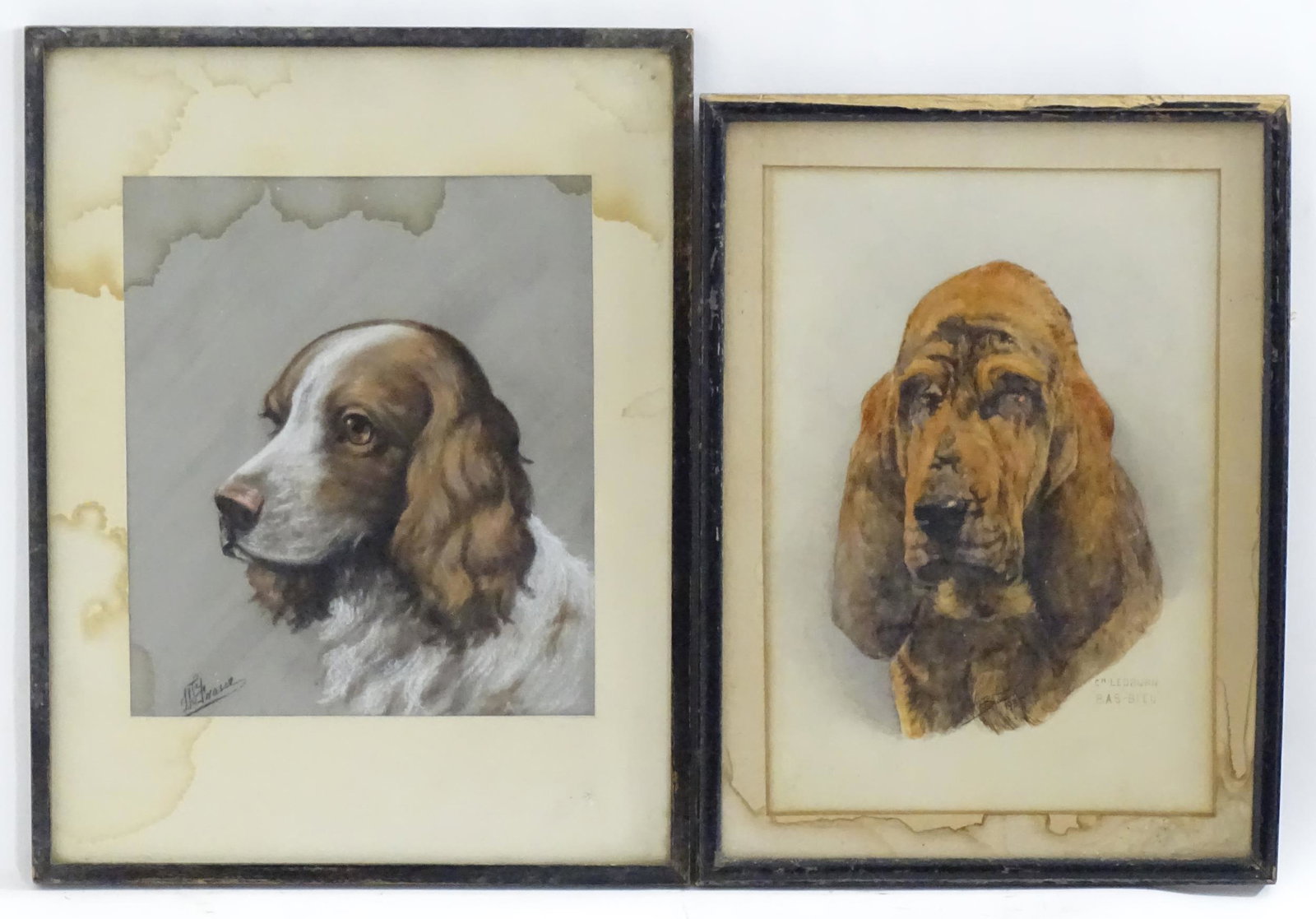 Bernard Colls, 20th century, Watercolour, Ch. Ledburn Bas-Bleu, A portrait of a Bloodhound dog. (1 of 6)