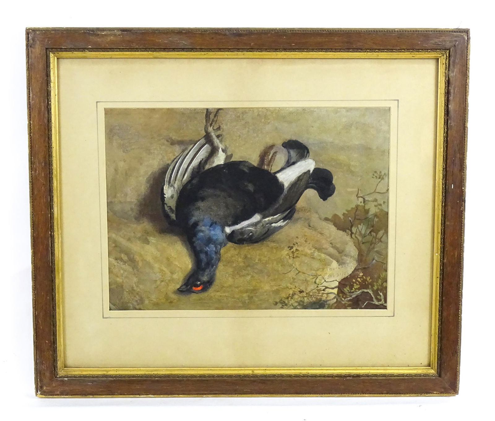 Archibald Thorburn (1860-1935), Watercolour, Black Grouse, A study of a game bird after the shoot. (1 of 4)