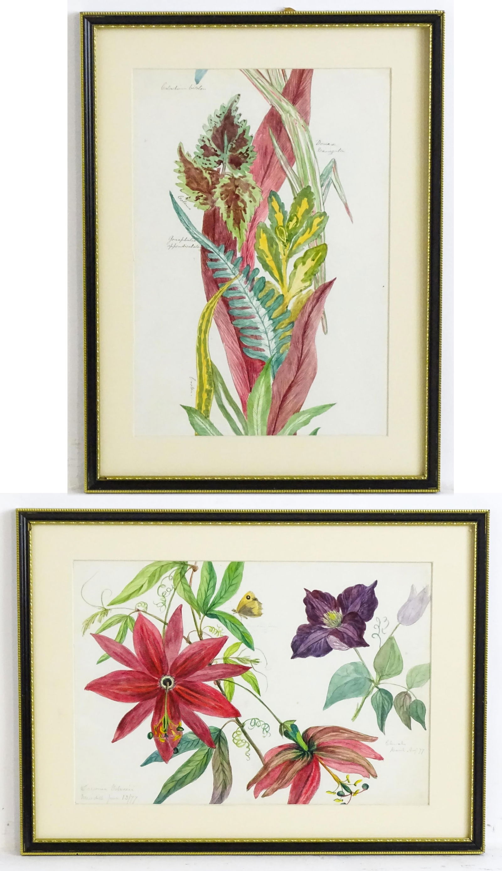 Alice Henriette Hope (Lady Hope, wife of Sir William Hope of Pinkie) (1823-1900), Botanical (1 of 13)