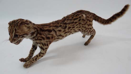 stuffed ocelot