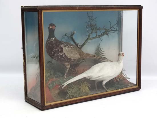 Taxidermy : c1890 pair of pheasants in naturalistic (1 of 4)