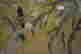item-42533121=3