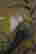 item-42533121=4