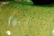 Chinese Green Glazed Porcelain Foolion with Hardwood - 6