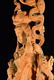Chinese Boxwood Large Beauty with Children - 7