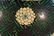 Chinese Famille Verte Covered Jar - floral scene - 6