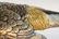 Japanese Mixed Metal Pheasant with Burl Wood Base - 4