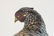 Japanese Mixed Metal Pheasant with Burl Wood Base - 9
