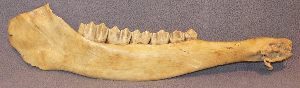 antique pilot whale jaw club: A scarce antique,pilot whale jaw club probably Maori, New Zealand. Kill notches, and rare with all teeth intact. 14 1/2". Formerly Bissel collection, 19th C., possibly earlier.
