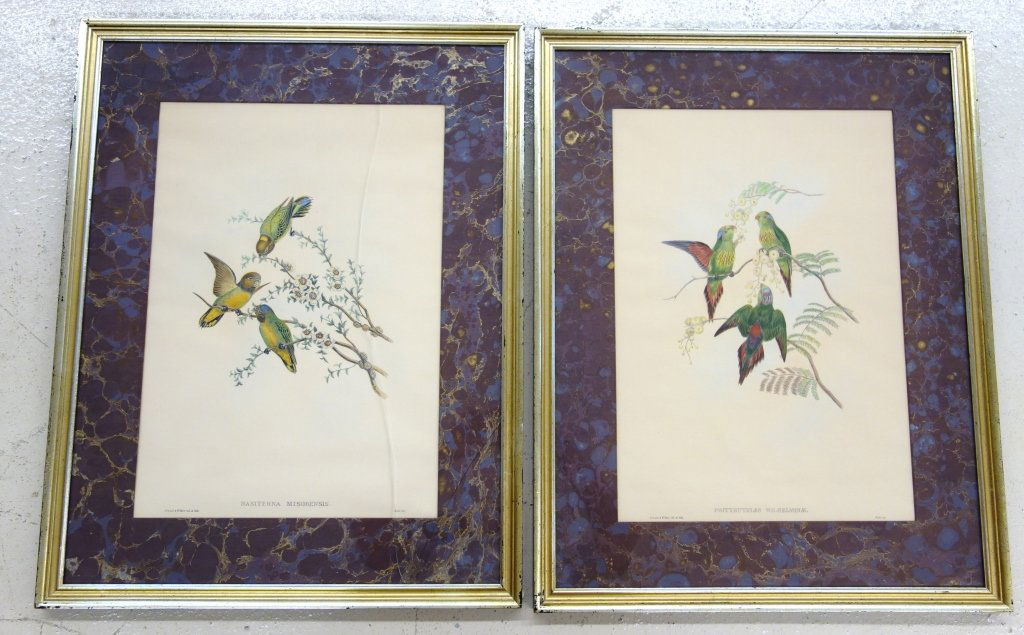2 Gould bird prints: 2 John Gould bird prints framed. 21 1/2 inches x 27 1/2 inches.