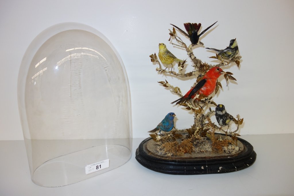 Victorian 6 bird taxidermy in glass dome: Victorian 6 bird taxidermy in glass dome. 18 inches x 11 inches.