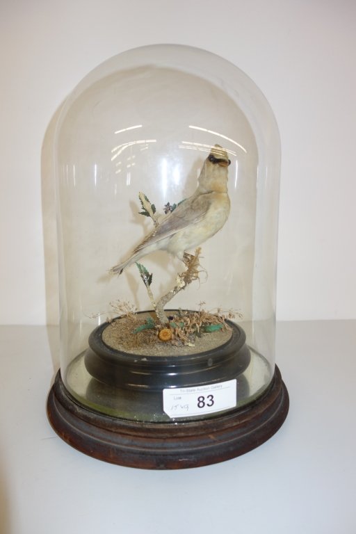 Victorian bird taxidermy in glass dome: Victorian bird taxidermy in glass dome. 15 inches x 9 inches.