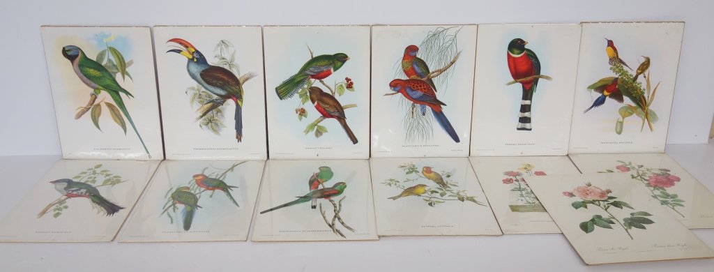 13 Gould bird & flower prints (1 of 3)