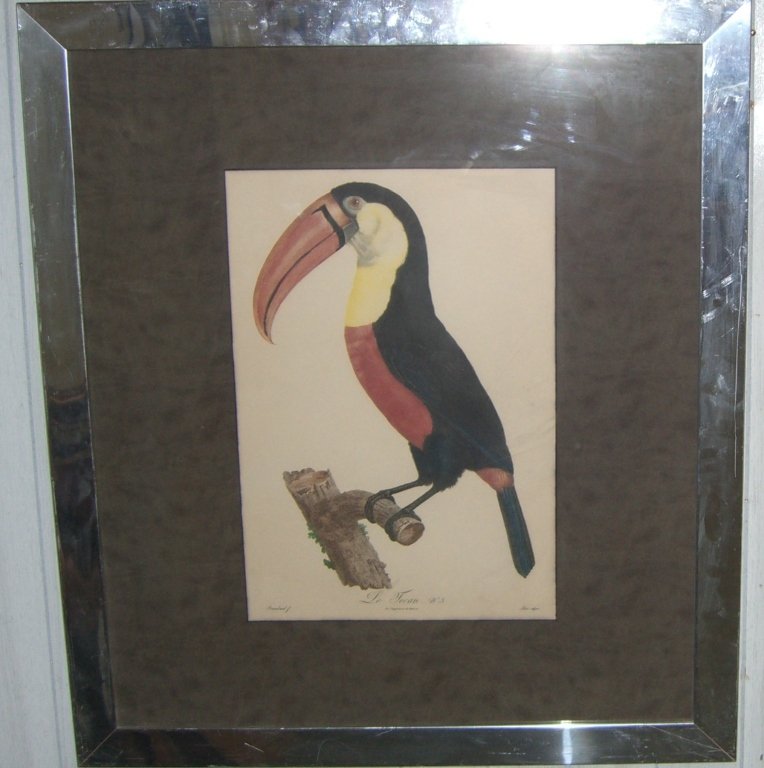 Tucan bird print framed (1 of 3)
