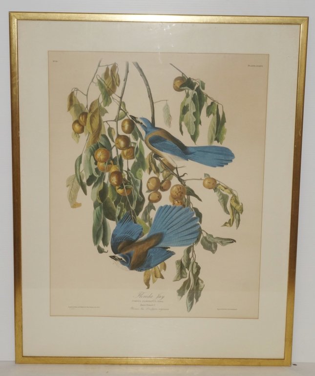 John J. Audubon bird print (1 of 7)