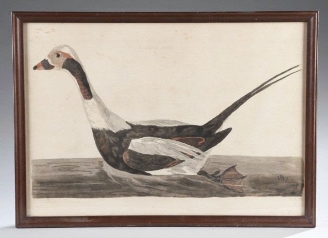 Peter Mazell, 18th/19th C, Great Britain, Four Han: Peter Mazell 18th/19th C, Great Britain Four Hand Colored Steel Engravings of Birds: The Great Crested Grebe, The Grouse, The Swallow tailed Sheildrake, and The Avosetta colored engravings on laid pap