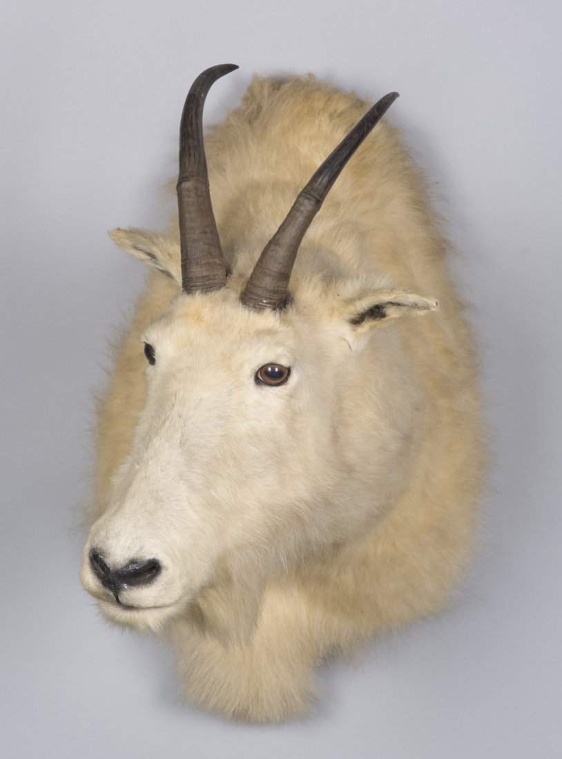 White Mountain Goat Taxidermy Mount: White Mountain Goat Taxidermy Mount 20"" H
