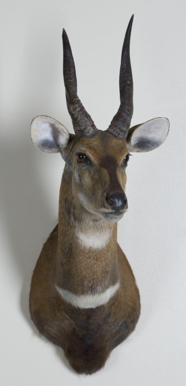 Harnessed Bushbuck Taxidermy Mount: Jonas Brothers Harnessed Bushbuck Mount, Safari Club Certified, Central African Republic, February 1985 35" H x 11" W x 22" D Provenance: The estate of the late Honorable Robert W. Daniel, Jr. of Bran