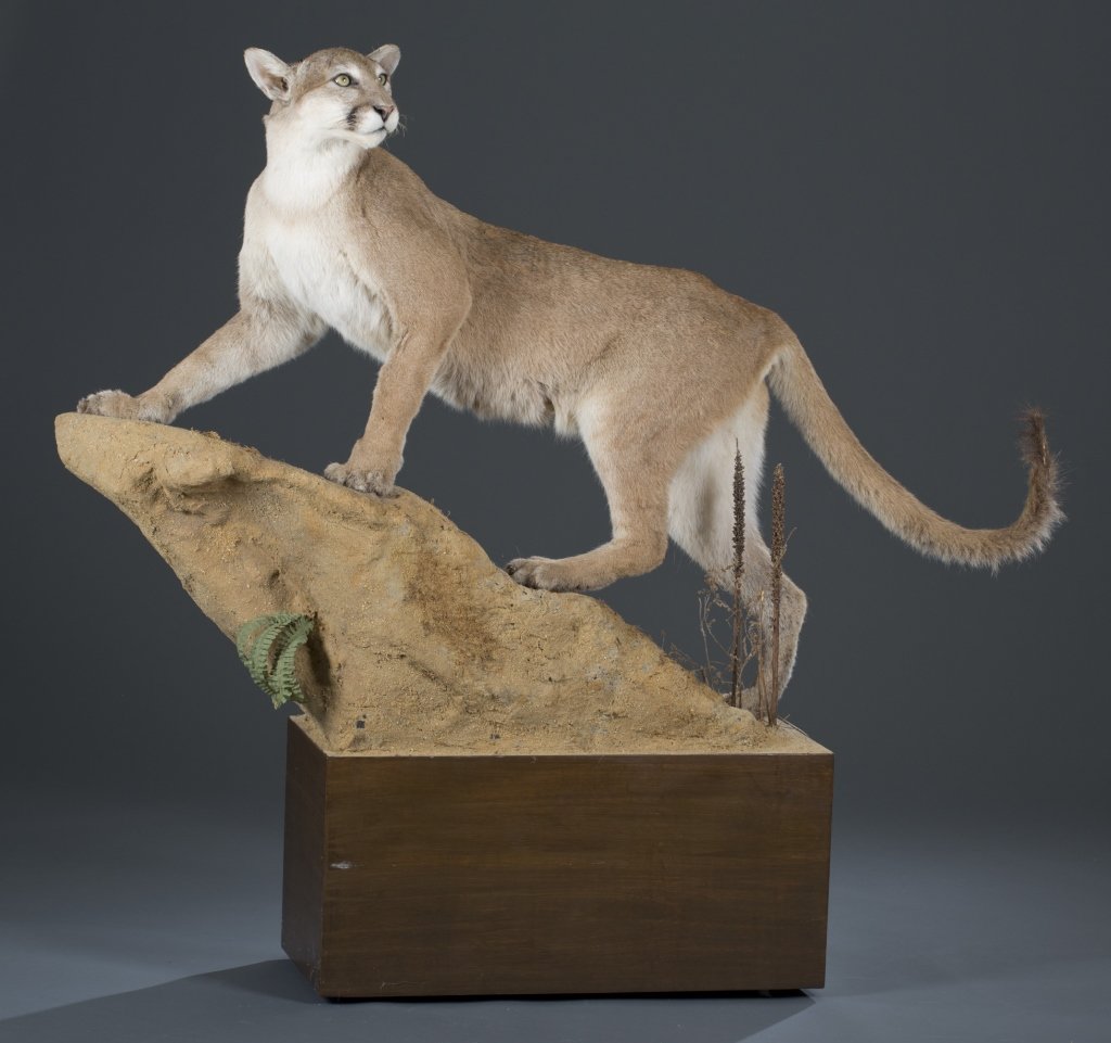 Full Mountain Lion, Jonas Brothers Taxidermy Mount: 57 1/2" H x 62" W x 13 1/2" D Provenance: The estate of the late Honorable Robert W. Daniel, Jr. of Brandon in Prince George. This lot will only be sold to Virginia residents. We advise all bidders to