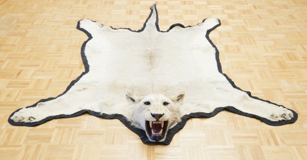 Head Mount Lion Skin Jonas Brothers Taxidermy: Good condition 95" L x 72" W Provenance: The estate of the late Honorable Robert W. Daniel, Jr. of Brandon in Prince George. This lot will only be sold to residents of Virginia. We advise all bidders