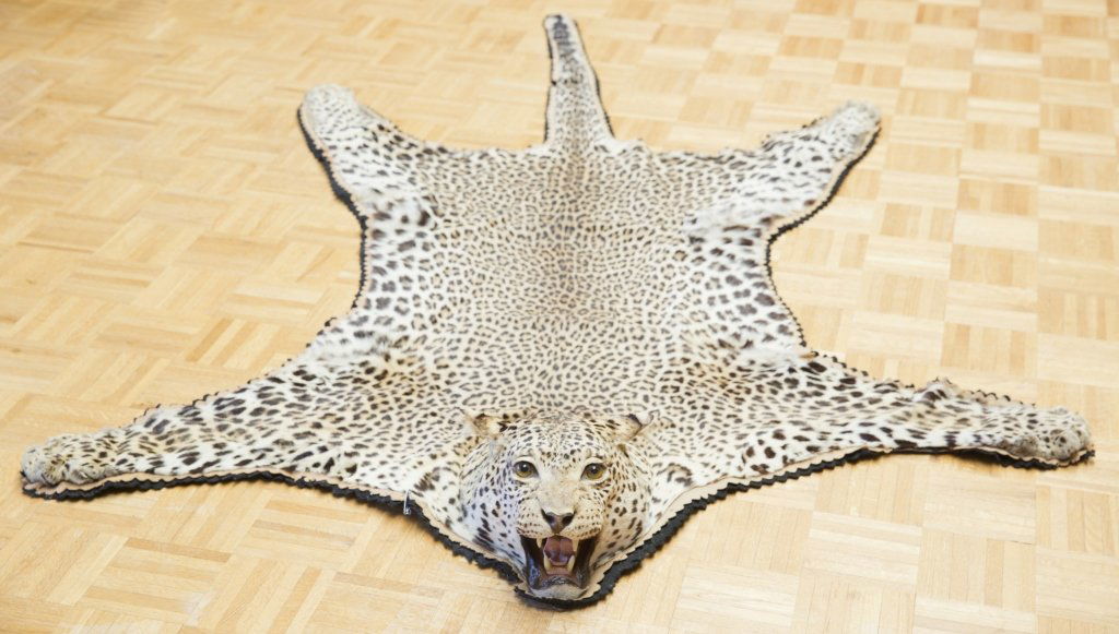 Two Leopard Skins and Head Jonas Brother Taxidermy: Good Condition. Largest: 93" L x 62" W Provenance: The estate of the late Honorable Robert W. Daniel, Jr. of Brandon in Prince George. This lot will only be sold to Virginia residents. We advise all b