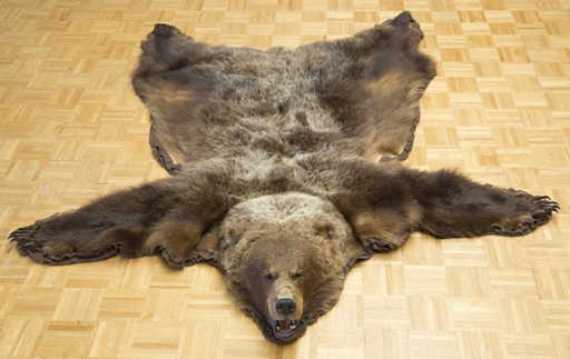Taxidermy Brown Bear Rug