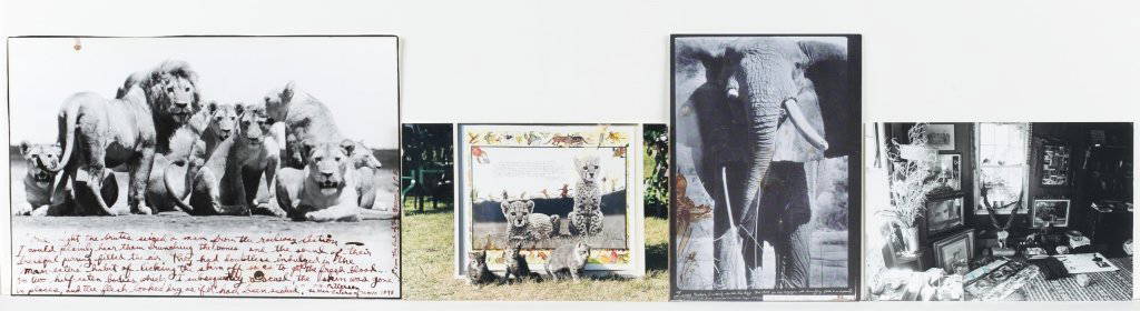 Peter Beard (US/New York, b. 1938).: "From the end of the game," n. d. Initialed l. r. Mixed media on photograph, probably gelatin silver print. ++ Photograph of kittens in front of an original work. ++ Post card of original work. ++ "An