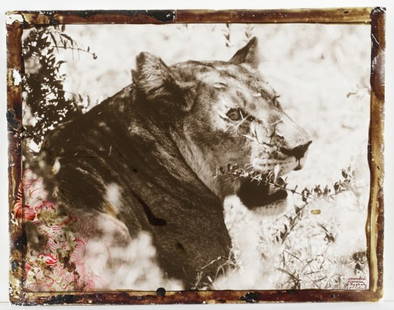 Peter Beard (US/New York, b. 1938).: "Wounded Lioness at Ngari," 1960. Signed l.r. Photograph with mixed media. Unframed. Minor loss to mixed media on border. 11" x 14".