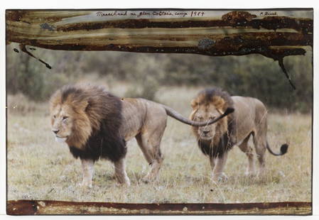 Peter Beard (US/ New York, b. 1938).: "Masailand near Glen Cottar's Camp". 1984. Photograph, probably gelatin silver print, with mixed media painted along border. Signed u.r. Unframed. 9" x 13 1/2".