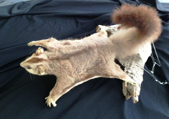 An Early Taxidermy Glider Possum: modelled as if in flight