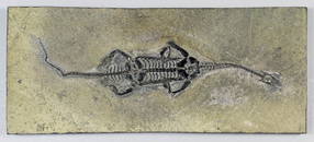 A fossil reptile Keichosaurus sp. (Triassic age), from