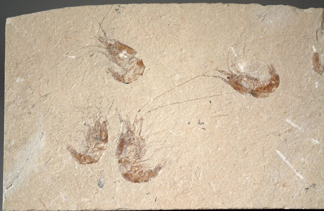 Fossil shrimps - Several Carpopenaeus shrimps on matrix: Fossil shrimps - Several Carpopenaeus shrimps on matrix 7ins x 4.5ins, from the Upper Cretaceous, Hadjoula, Byblos, Lebanon