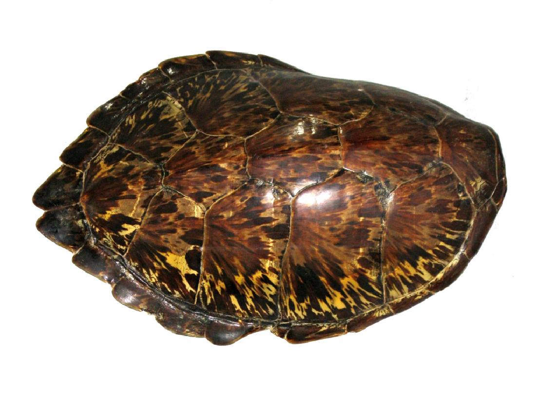 ANTIQUE TORTOISE SHELL 22"L X 12"W (1 of 4)