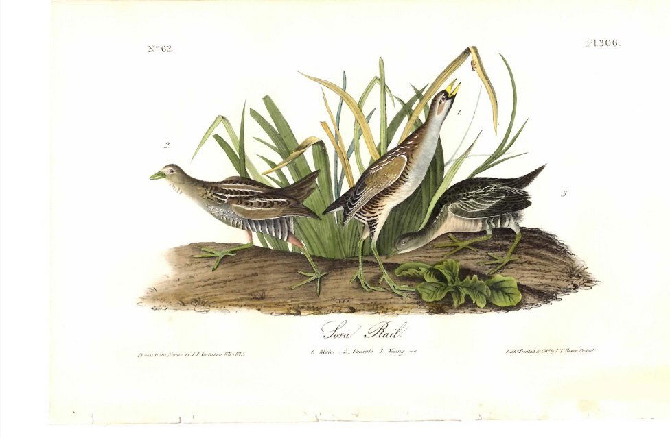 AUDUBON PL. 306 SORA RAIL 1ST ED OCTAVO W/ TEXT (1 of 8)