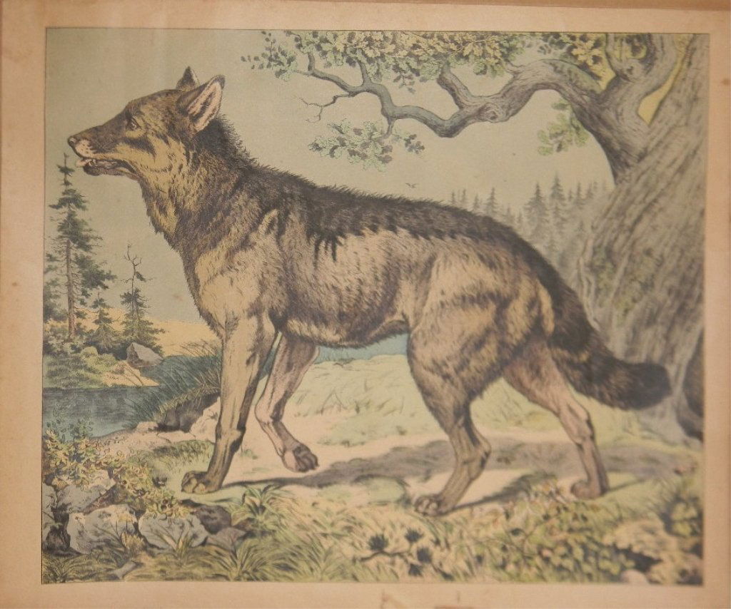 J. F. SCHREIBER GERMAN FOX / WOLF CHROMOLITHOGRAPH (1 of 4)