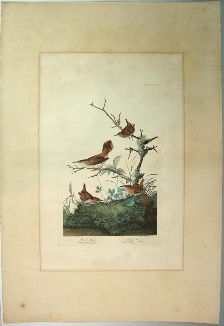 JOHN JAMES AUDUBON HAVELL WINTER WREN ROCK WREN 1826-38 (1 of 9)
