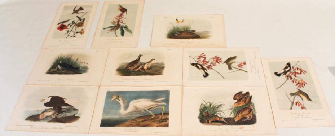 Hand Colored Prints, After John James Audubon (1 of 5)