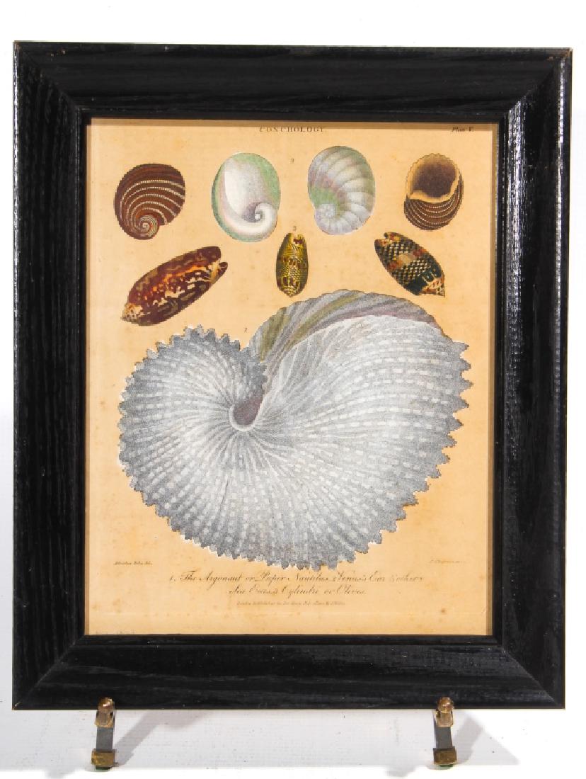 After Alberts Seba (1 of 1)