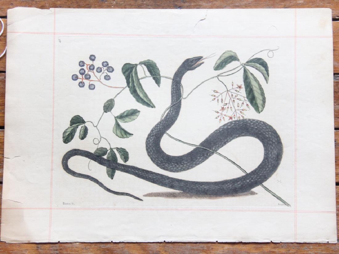 Mark Catesby: (Britain, 1682-1749) Hand colored etching of snake titled "Frutex & C.", numbered 48 at upper right. Some yellowing to paper consistent with age. A tear not impacting the subject at upper middle and a