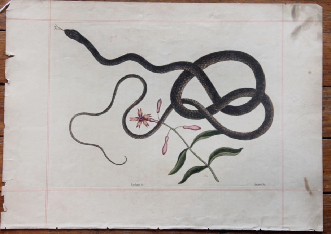 Mark Catesby: (Britain, 1682-1749) Hand colored etching of snake titled "Lychnis & C.", numbered 54 at upper right. Good overall condition with full margins. Some yellowing to the paper and small tears the border c